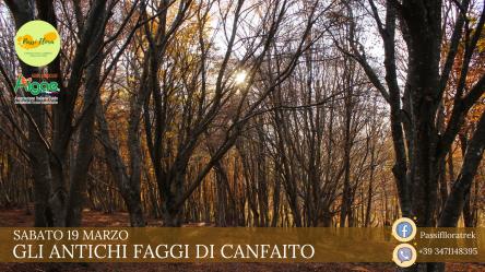 Gli antichi faggi di Canfaito