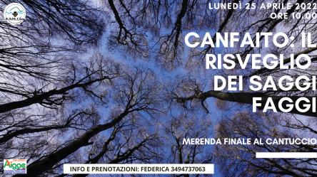 Canfaito: il risveglio dei saggi faggi