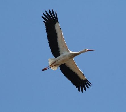 Il popolo migratore del San Bartolo