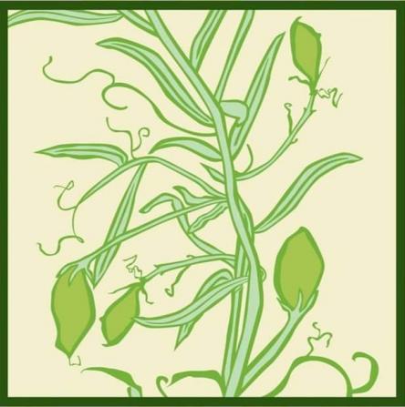 Festa della Cicerchia