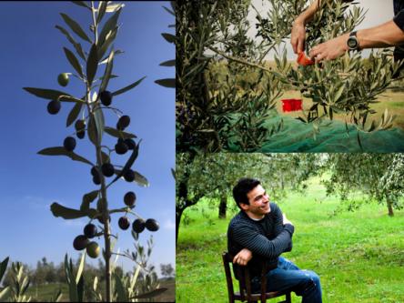 Passeggiata nell’oliveto, mini corso di assaggio e vino in anfora!