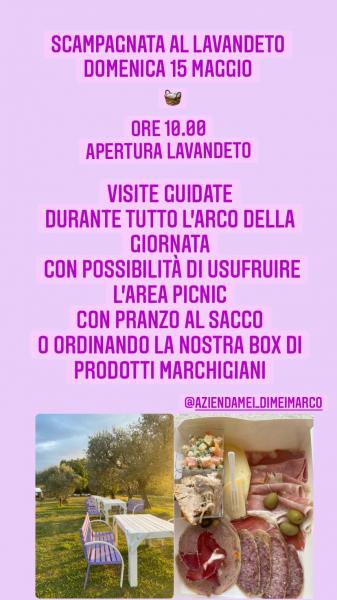 SCAMPAGNATA AL LAVANDETO DI MORROVALLE