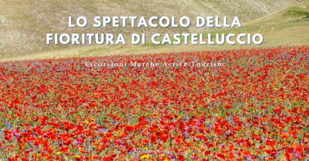 Lo spettacolo della fioritura di Castelluccio