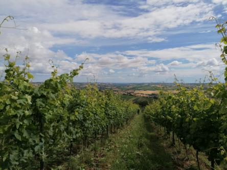 Dal fiume, alle colline, al vino
