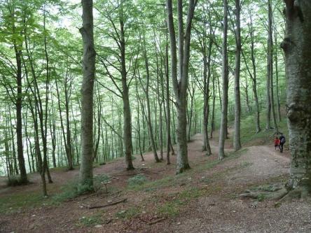 La Gola dell'Infernaccio e la faggeta di San Leonardo