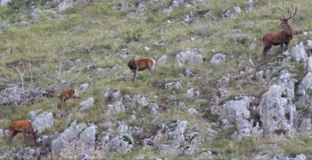 Lo spettacolo annuale del bramito del Cervo
