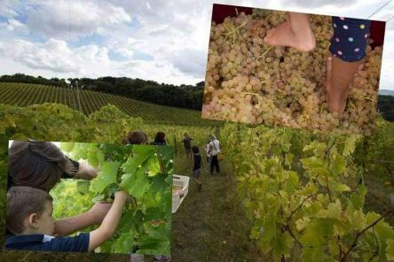 La vendemmia delle famiglie