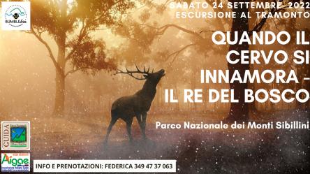 Sibillini: quando il cervo s'innamora