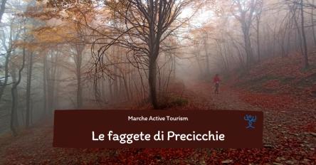 Le faggete di Precicchie