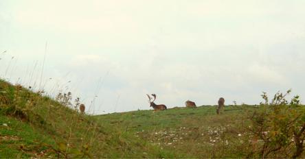 Il bramito dei daini del Catria