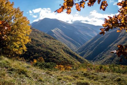 Dentro il selvatico: sentieri sperduti tra boschi autunnali e animali