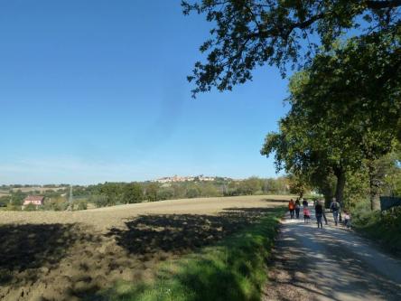 Festa dell’Olio nuovo: escursione al tramonto a Scapezzano