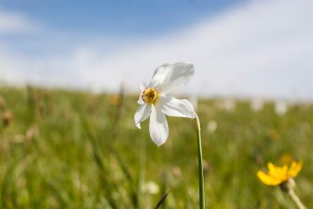 Le fioriture spontanee dei Piani di Ragnolo
