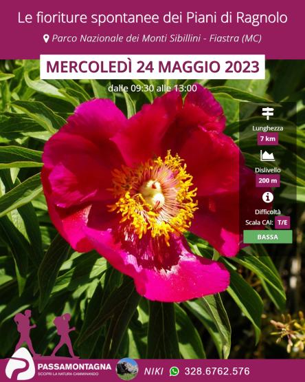 Le fioriture spontanee dei Piani di Ragnolo