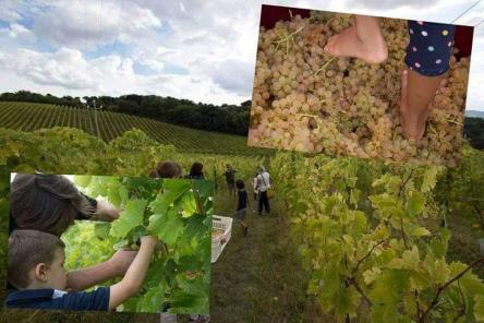 La vendemmia delle Famiglie