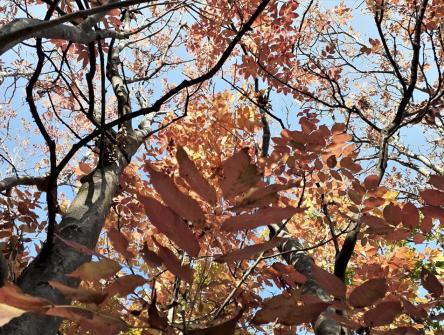 Immersi nei colori del bosco delle Tassinete fino al Cristo delle Marche