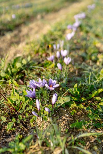 Zafferano: alla scoperta dell'oro...della terra