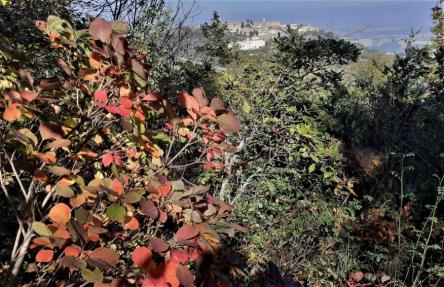 Il bosco delle Tassinete e il Tasso millenario