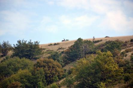 Dentro il selvatico: tra boschi, panorami e animali