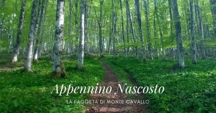Appennino nascosto La faggeta di Montecavallo