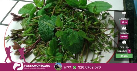 Erbe di campo: colte e mangiate