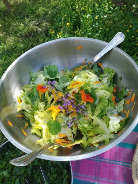 In cucina con le erbe spontanee