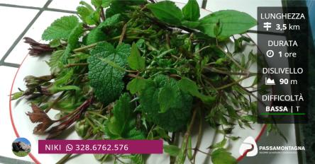 Escursione in campagna con erbe di campo e aperitivo finale