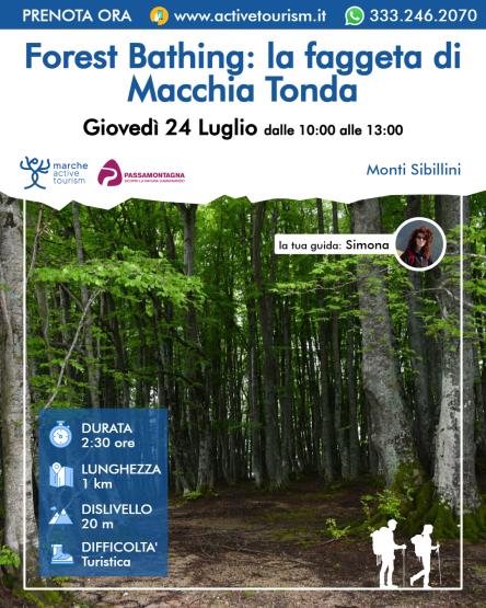Forest Bathing: la faggeta di Macchia Tonda