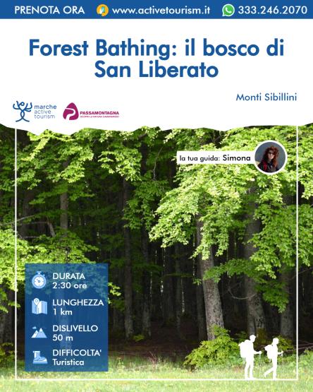 Forest Bathing: il bosco di San Liberato