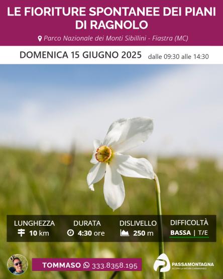 Le fioriture spontanee dei Piani di Ragnolo