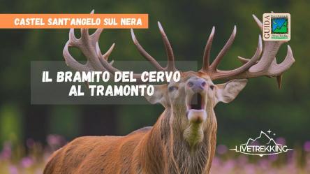 Bramito del Cervo al Tramonto sui Sibillini