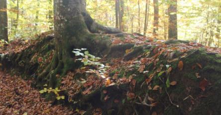 Il Bosco di Tecchie d'Autunno