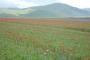 Escursione: La fioritura di Castelluccio