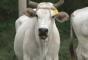 5°Festival della carne bovina di razza Marchigiana