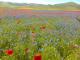 LA FIORITURA DEI PIANI DI CASTELLUCCIO