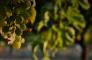 Il Ponticello - La Vendemmia dei bambini: un’esperienza dal grappolo al mosto!
