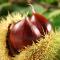 Andar per castagne