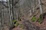 Il Ponticello - Bosco di Tecchie: 1° Camminata Scalza in faggeta!