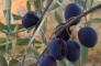Il Ponticello - L’Olio spiegato ai bimbi: raccolta, spremitura ed assaggio!