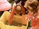 SCAPEZZANO: LA RACCOLTA DELLE OLIVE!