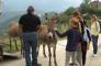 Il Ponticello - Con gli asinelli alla scoperta del Monte San Bartolo!