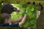 La Vendemmia delle Famiglie