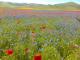 La fioritura dei Piani di Castelluccio