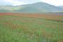 La fioritura dei Piani di Castelluccio