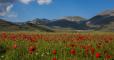 Girotondo a Pian Grande - Speciale fioritura di Castelluccio