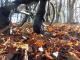 Mountain bike tra gli alberi in autunno