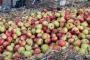 SIBILLINI IN ROSA: a Montedinove tra i profumi dell’antica e salutare mela di montagna