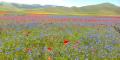 La fioritura dei Piani di Castelluccio