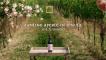 Cantine Aperte in Tenuta