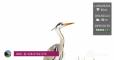 La Gola del Furlo dal birdwatching al disegno naturalistico